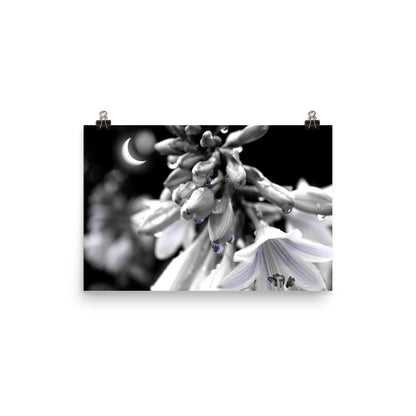 Image of Midnight Hosta art print on 12" x 18" premium luster photo paper by Jessica St. Clair featuring flowers in moonlight